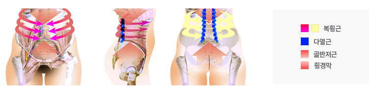 복횡근 다열근 골반저근 횡경막